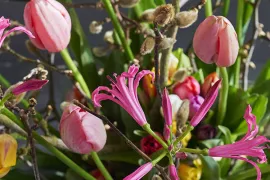 Tulpenpret