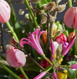 Tulpenpret