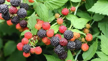 De beste planten voor een kleine eetbare bostuin