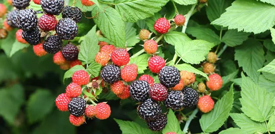 Afbeelding De beste planten voor een kleine eetbare bostuin