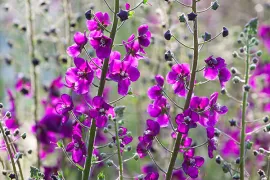 Zaad bestellen van Verbascum