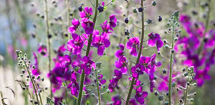 Zaad bestellen van Verbascum