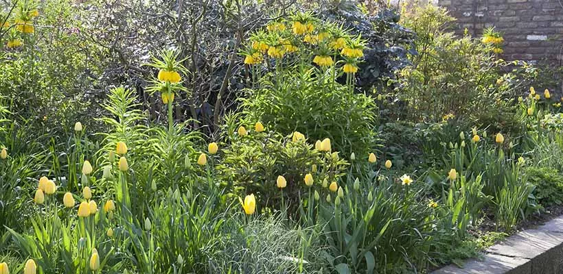Beplantingsplan voor  een voorjaarsborder in geel