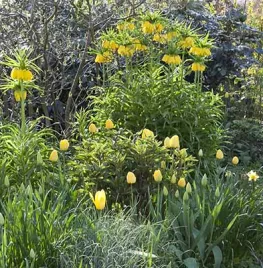 Beplantingsplan voor  een voorjaarsborder in geel