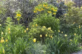 Beplantingsplan voor  een voorjaarsborder in geel