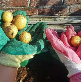 Aardappels kweken op je balkon