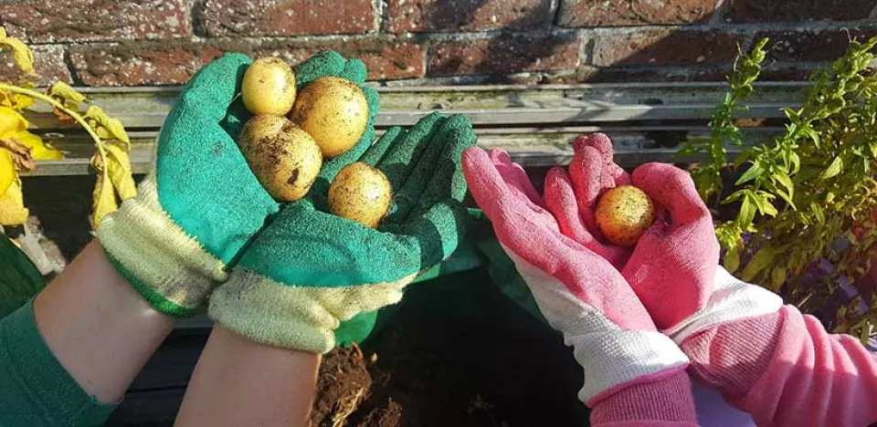 Afbeelding Aardappels kweken op je balkon