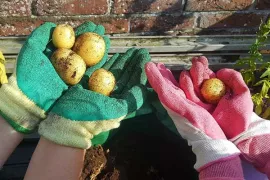Aardappels kweken op je balkon