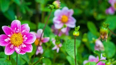 Biologische zomerbloeiers voor bijen en pluktuin