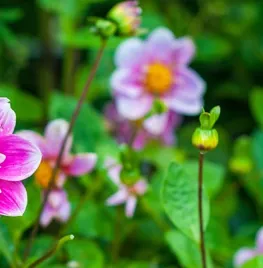 Biologische zomerbloeiers voor bijen en pluktuin