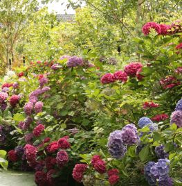 De 10 beste hortensia’s voor je tuin