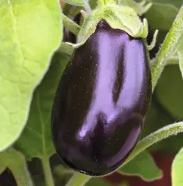 Vroeg zaaien: aubergine