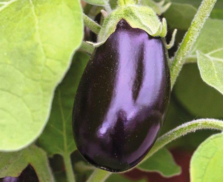 Vroeg zaaien: aubergine