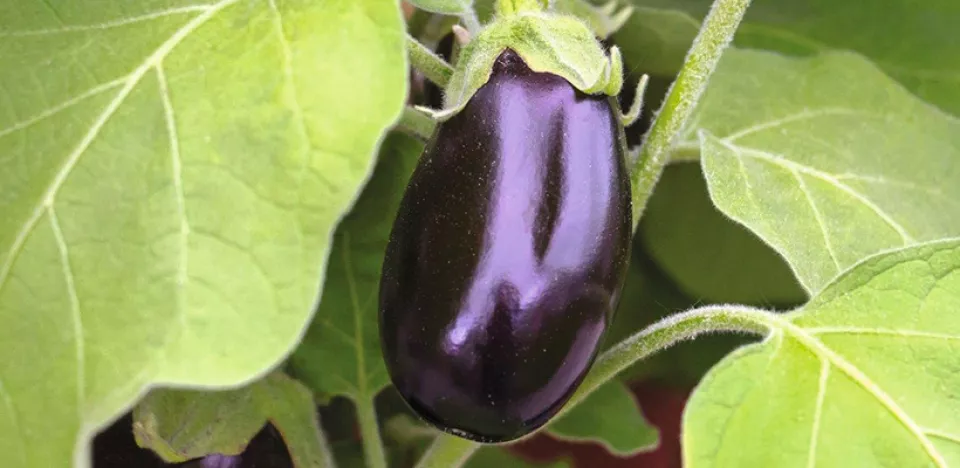 Afbeelding Vroeg zaaien: aubergine