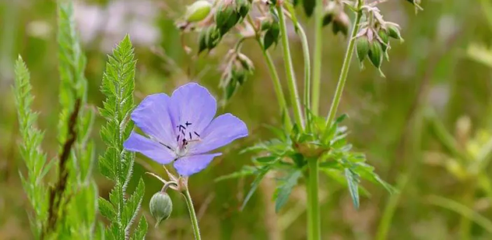 Afbeelding Zelf inheemse geraniums zaaien: zo pak je dat aan
