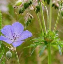 Zelf inheemse geraniums zaaien