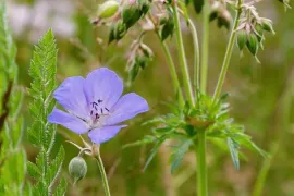 Zelf inheemse geraniums zaaien
