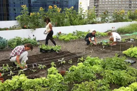 Bezoek een moestuin!