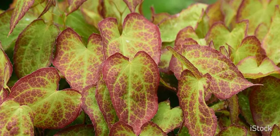 Afbeelding De 8 beste bladplanten voor een sfeervolle (schaduw)tuin