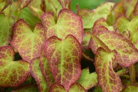 De 8 beste bladplanten voor een sfeervolle (schaduw)tuin