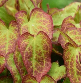 De 8 beste bladplanten voor een sfeervolle (schaduw)tuin