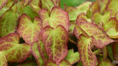 De 8 beste bladplanten voor een sfeervolle (schaduw)tuin