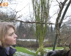 Blauweregen snoeien in de winter (video)