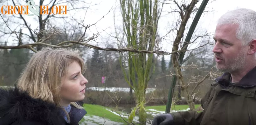 Blauweregen snoeien in de winter (video)