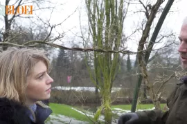 Blauweregen snoeien in de winter (video)