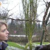 Blauweregen snoeien in de winter (video)