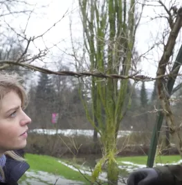 Blauweregen snoeien in de winter (video)