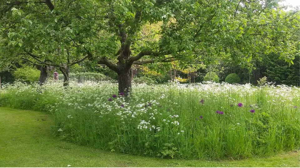Afbeelding Zelf een bloemenweide aanleggen: een feestje voor bijen en vlinders