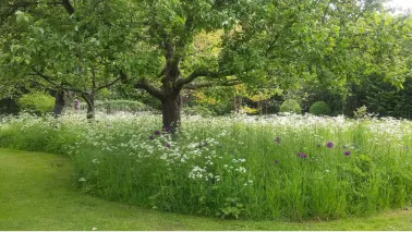Een bloemenweide aanleggen? Het najaar is het moment