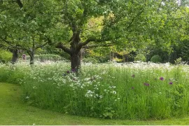 Een bloemenweide aanleggen? Het najaar is het moment