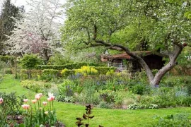 Bomen snoeien: wanneer en hoe doe je dat?