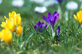 Bolletjes in het gras