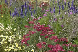 Natuurlijke border in rood, geel en violet