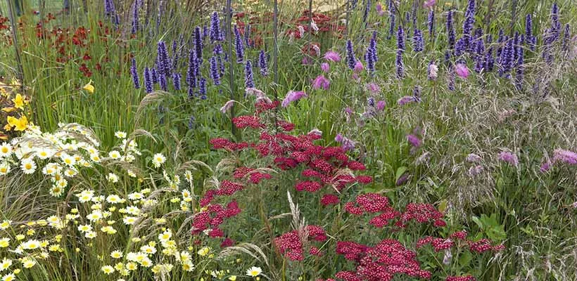 Natuurlijke border in rood, geel en violet