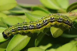 7 vragen en antwoorden over de buxusmot