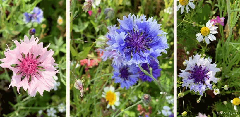 Zelf korenbloemen zaaien
