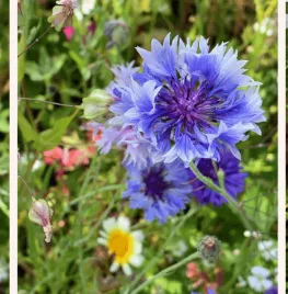 Zelf korenbloemen zaaien