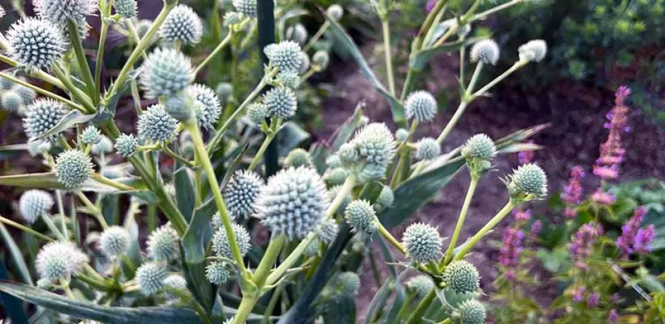 Afbeelding Zaai distels voor biodiversiteit