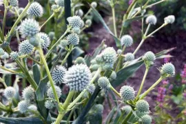 Zaai distels voor biodiversiteit