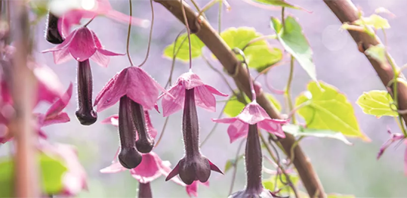 Zaad bestellen van eenjarige klimmers