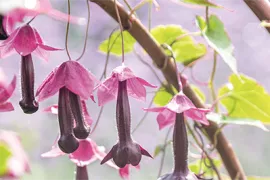 Zaad bestellen van eenjarige klimmers