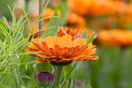 Zaad bestellen van winterharde eenjarigen