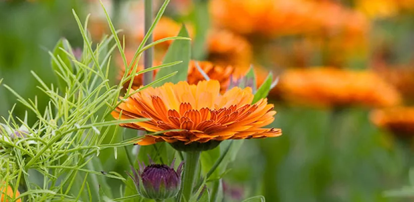 Zaad bestellen van winterharde eenjarigen