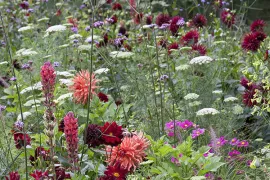 Beplantingsplan voor eenjarigenborder met dahlia’s