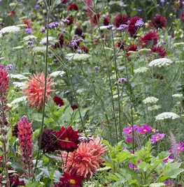 Beplantingsplan voor eenjarigenborder met dahlia’s