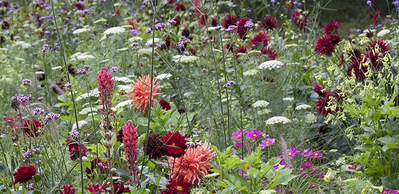 Beplantingsplan voor eenjarigenborder met dahlia’s